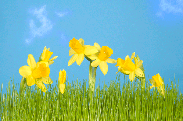 daffodils 