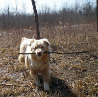 fetch 
