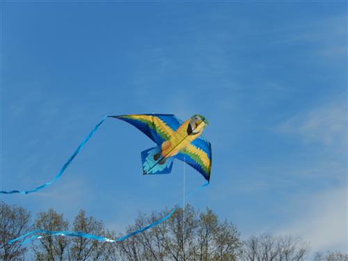 kite kite